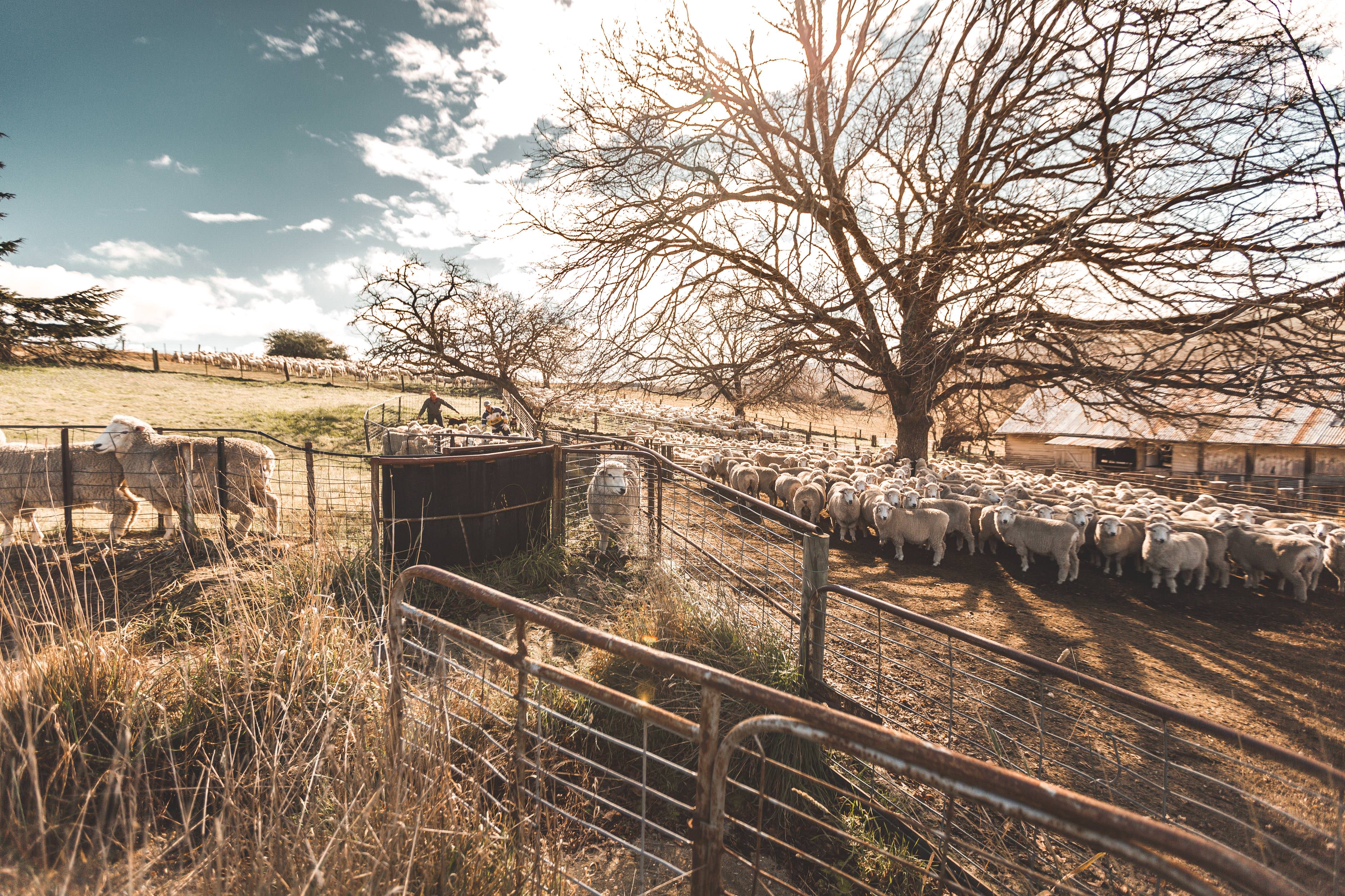 Crookwell Sheep Herding