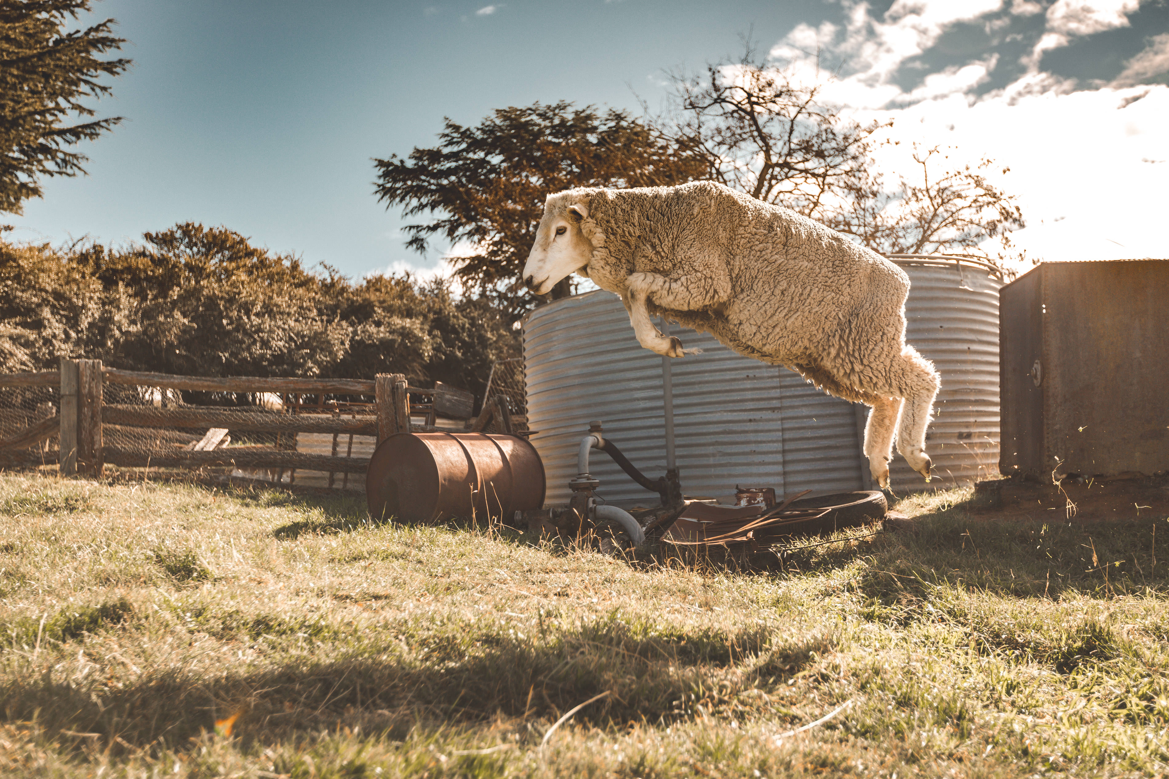 Crookwell Sheep Leaping